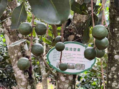 小坚果做成大产业!临沧永德县已累计种植坚果60万亩