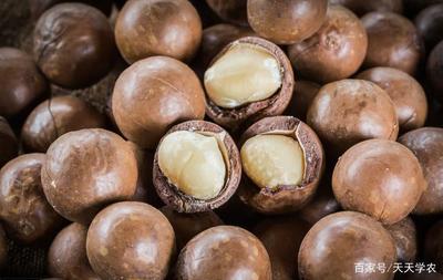 收购价每公斤33~40元的澳洲坚果,种植前景如何?有哪些技术要点