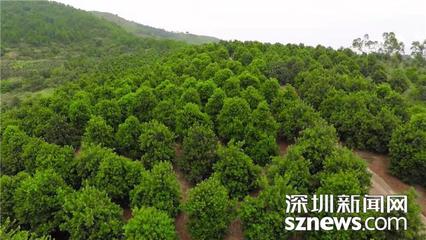 深圳市广西岑溪会员企业发展种植坚果5万多亩 助力乡村振兴