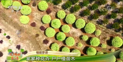 走进乡村看小康 福建罗源 家家种花卉 户户植苗木